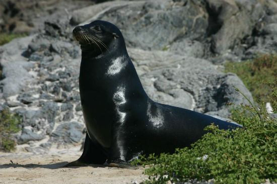 foca islad hooping1
