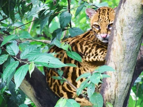 suchi jaguar